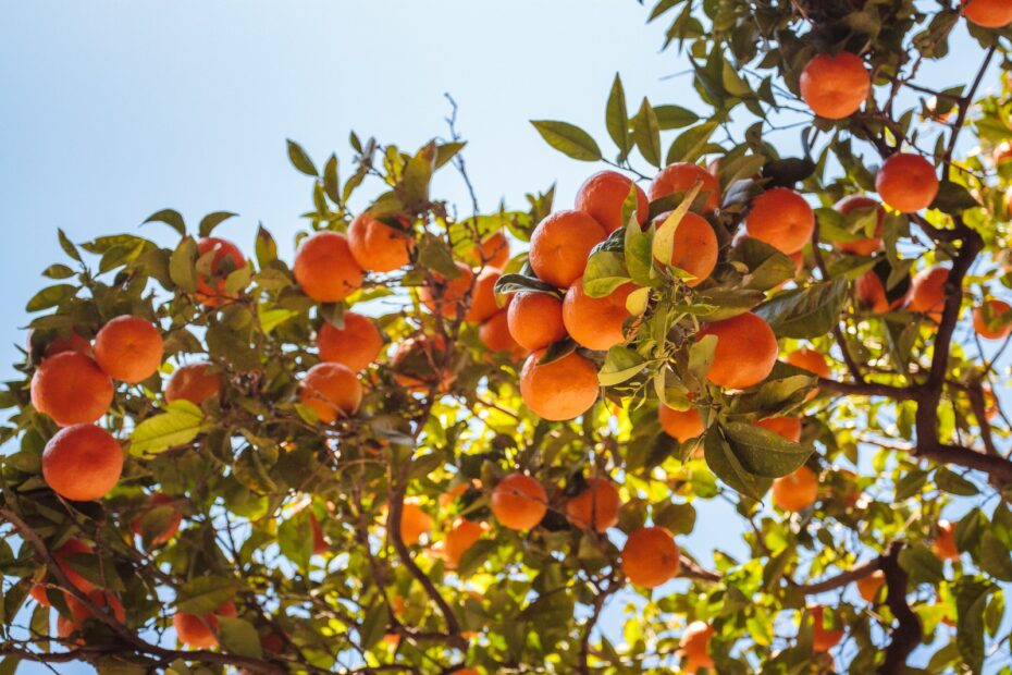 Appelsiner i Malaga